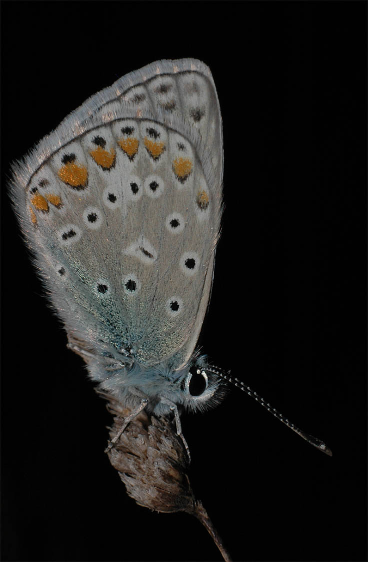 Mariposa de hoy